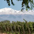 Why Mendoza Wine Is Different: A Region Like No Other