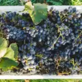 Mendoza Red Wines:Beyond Malbec — A Complete Guide